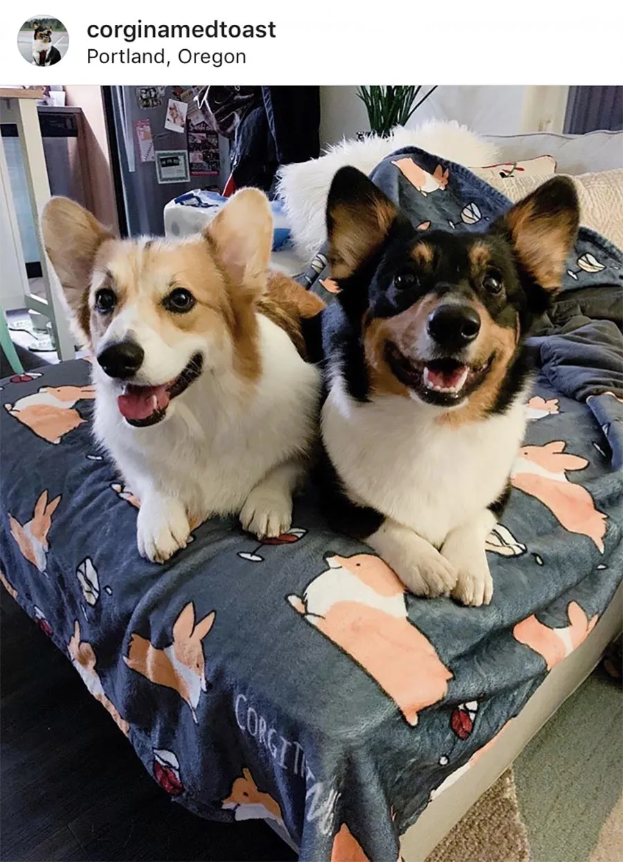 Corgis & Wine Fleece Blanket | 3 Sizes