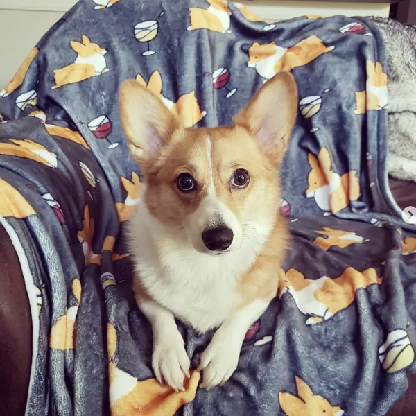 Corgis & Wine Fleece Blanket | 3 Sizes