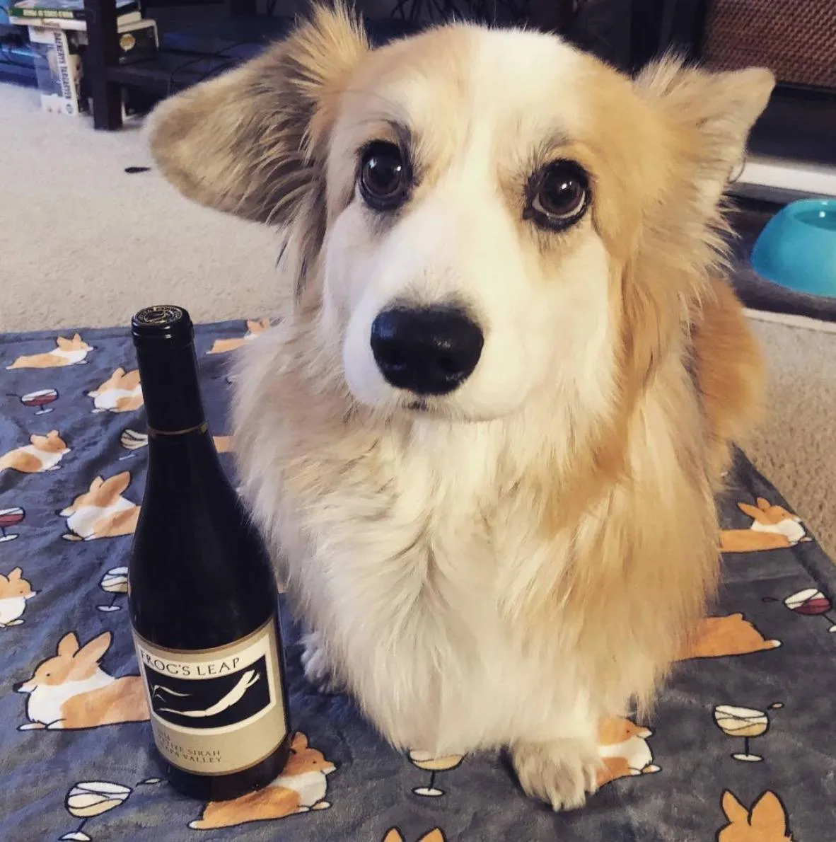 Corgis & Wine Fleece Blanket | 3 Sizes