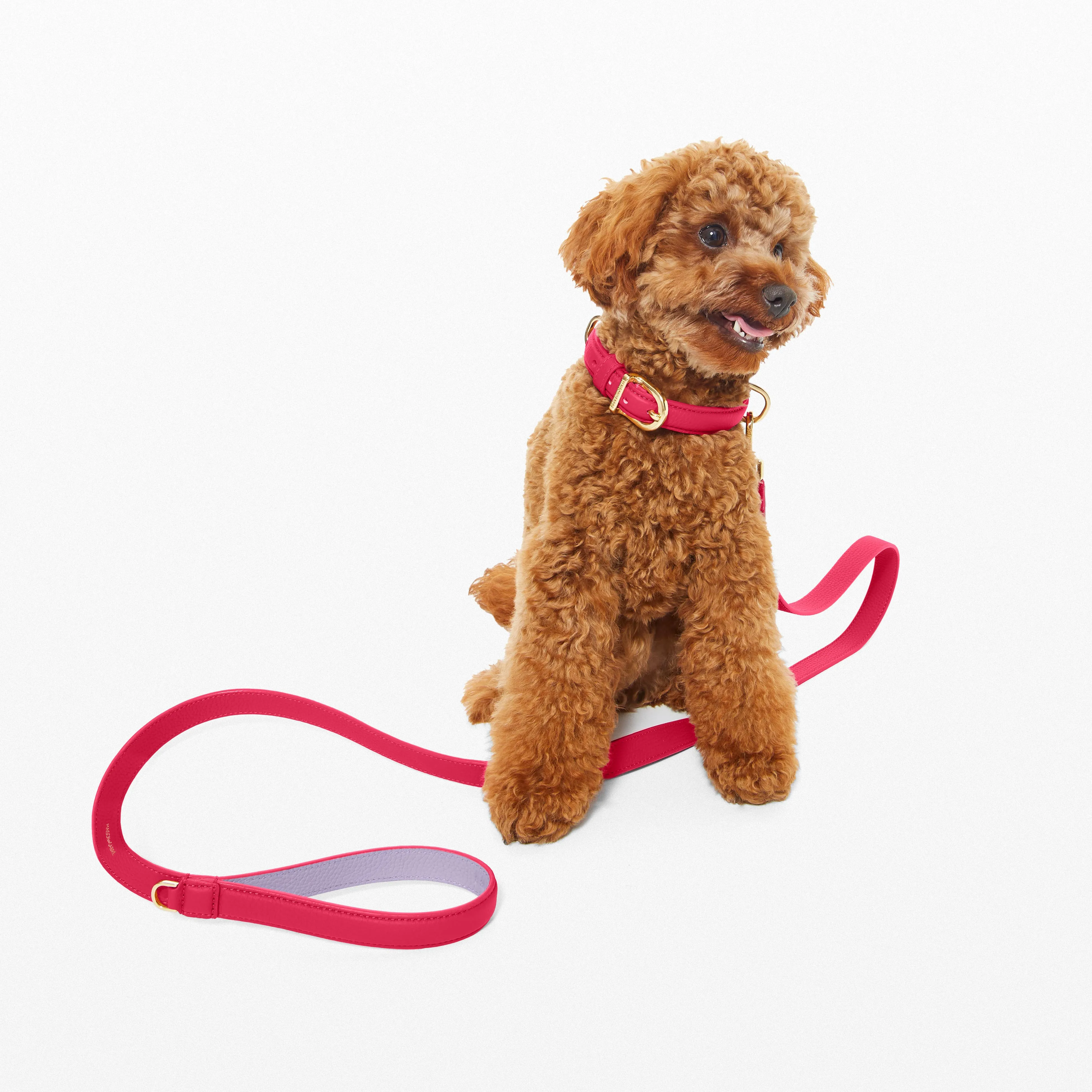 The Dog Leash - Fuchsia Lavender