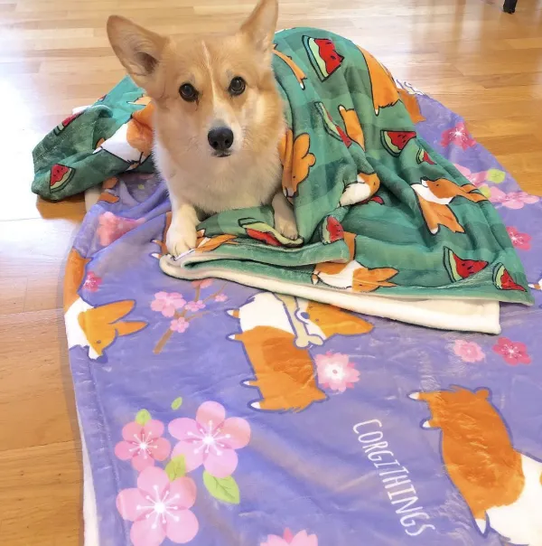 Watermelon Corgi Fleece Blanket | 3 Sizes